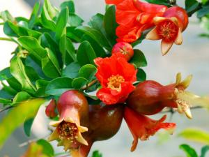 石榴花對家居環境的影響-石榴花與家居風格的搭配