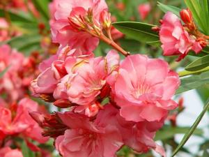 夾竹桃對家居環境的影響-夾竹桃的風水學應用