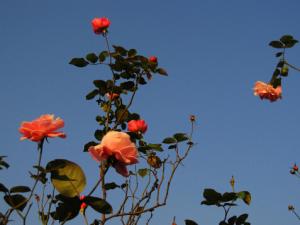 月季花對家居環境的影響-月季花的風水學應用