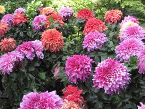 大麗花對家居環(huán)境的影響-大麗花與家居風(fēng)格的搭配