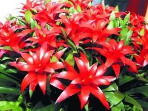 鳳梨對家居環(huán)境的影響-鳳梨與家居風格的搭配