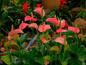 紅掌對家居環境的影響-紅掌與家居風格的搭配