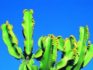 仙人掌的花語-仙人掌擺放的風水講究