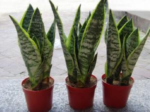 虎尾蘭對家居環境的影響-虎尾蘭的風水學應用