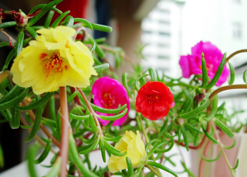 ��֧ɏ���Ҿӭh����Ӱ�-��֧ɏ���Lˮ�W����