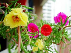 半支蓮對家居環境的影響-半支蓮的風水學應用