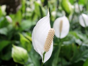 白掌的風水學應用-白掌與家居風格的搭配