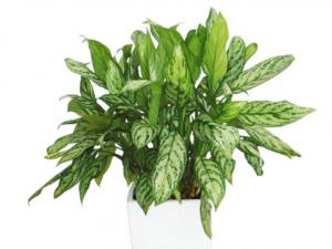 銀皇后對家居環境的影響-銀皇后的風水學應用