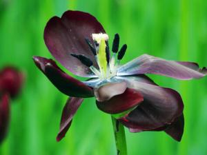 黑美人對家居環境的影響-黑美人的風水學應用