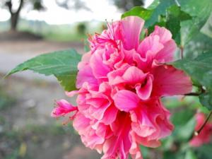 扶桑對家居環(huán)境的影響-扶桑與家居風(fēng)格的搭配