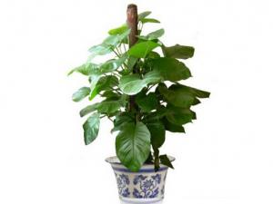 滴水觀音與家居風格的搭配-滴水觀音與家居風水