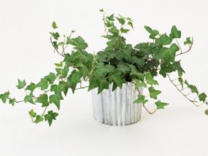 常春藤對家居環(huán)境的影響-常春藤的風(fēng)水學(xué)應(yīng)用