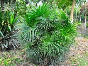 棕竹對家居環(huán)境的影響-棕竹的風水學應用