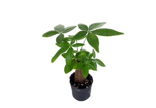 �lؔ�䌦�Ҿӭh����Ӱ�-�lؔ���c�Ҿ��L��Ĵ���