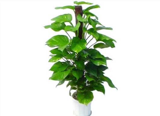 �G�}���Ҿӭh��������-�G�}���Lˮ�W����