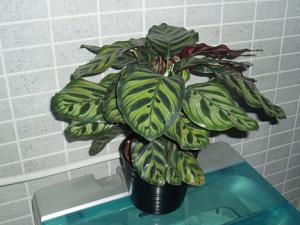 孔雀竹芋與家居風格的搭配-孔雀竹芋在家居中的作用