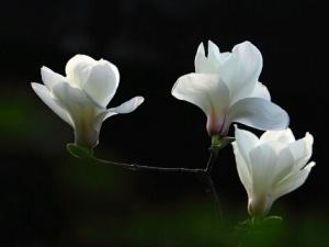 白玉蘭與家居風格的搭配-白玉蘭的風水學應用