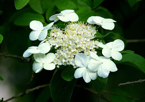 �����c�Ҿ��L(f��ng)��Ĵ���-�������B(y��ng)ֳ����