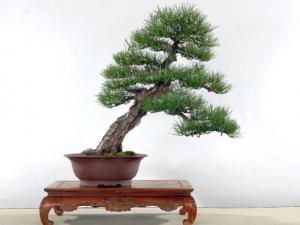 黑松與家居風(fēng)格的搭配-黑松的風(fēng)水學(xué)應(yīng)用