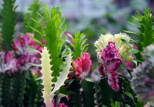 �����c�Ҿ��L��Ĵ���-�����ڼҾ��е�����