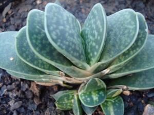 十二卷的風水學應用-十二卷的養殖方法