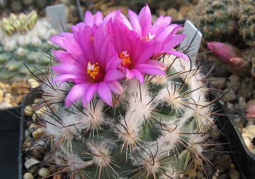 �t÷���c�Ҿ��L(f��ng)��Ĵ���-�t÷���ڼҾ��е�����