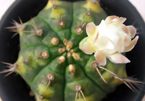 ��ιڵ��Lˮ�W����-��ιڵ��Bֳ����