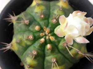 翠晃冠的風水學應用-翠晃冠的養殖方法