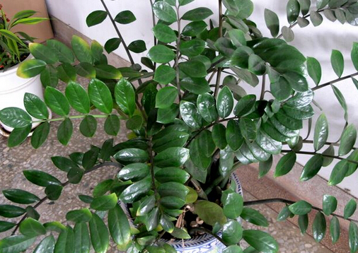 ���ľ���Lˮ�W��(y��ng)��-���ľ�ڼҾ��е�����