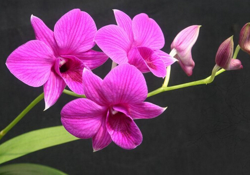 ʯ���m���Lˮ�W����-ʯ���m���Bֳ����