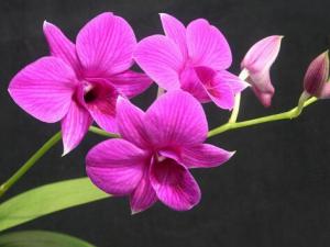 石斛蘭的風水學應用-石斛蘭的養殖方法