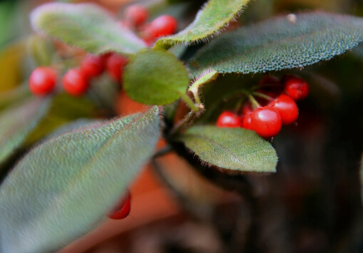 ����t�c�Ҿ��L��Ĵ���-����t���Lˮ�W����