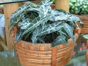 黑葉觀音蓮與家居風(fēng)格的搭配-黑葉觀音蓮的風(fēng)水學(xué)應(yīng)用