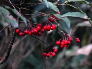 朱砂根與家居風格的搭配-朱砂根的養殖方法