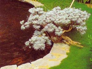 芙蓉菊與家居風格的搭配-芙蓉菊在家居中的作用