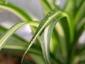 金心吊蘭與家居風格的搭配-金心吊蘭的風水學應用