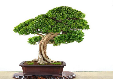 �S���c�Ҿ��L(f��ng)��Ĵ���-�S����B(y��ng)ֳ����