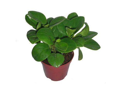 ���񻨵��Lˮ�W����-���񻨵��Bֳ����