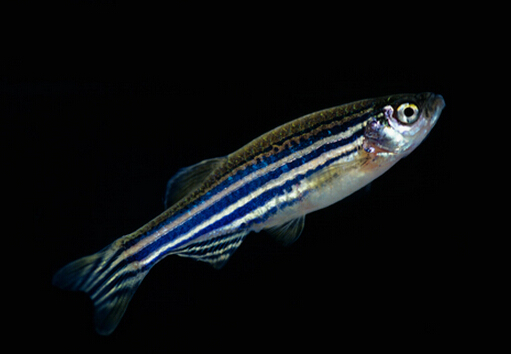 ���R�~���Lˮ�W����-���R�~��Ʒ�N��B