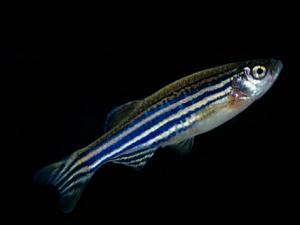 ���R�~���L(f��ng)ˮ�W(xu��)��(y��ng)��-���R�~��Ʒ�N��B