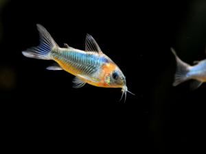 鼠魚的風水學應用-鼠魚的魚缸擺放位置