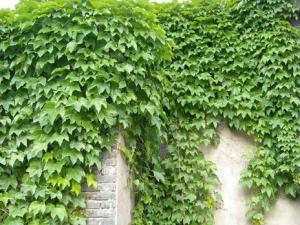 爬山虎的養(yǎng)護(hù)方法-爬山虎對家居環(huán)境的作用
