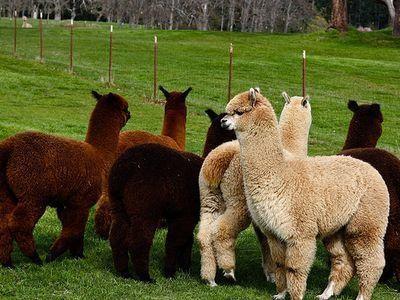 ���-�����R��ʲô��˼���W(w��ng)�j���Z�����R��ʲô��˼