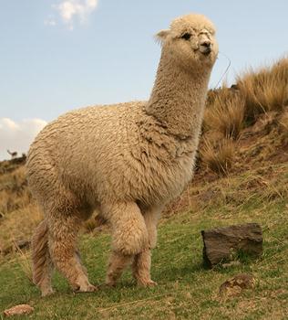 �����ʲô���W(w��ng)�j���Z�����R