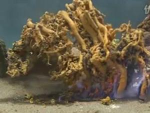 為什么叫法老之蛇？法老之蛇硫氰化汞膨脹反應