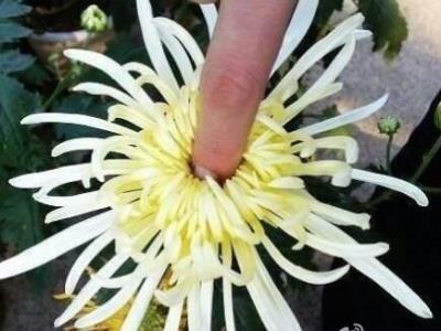 ���ջ���ʲô��˼������ջ���ʲô��˼��ʲô�б��ջ�