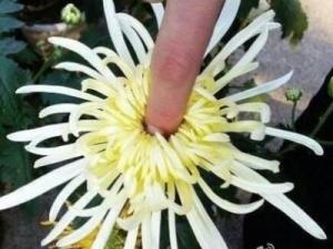 爆菊花是什么意思?爆你菊花是什么意思