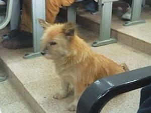 ���W�Թ�����ӿƼ���W���n�߼t�����Ӣ�Z�͸��ʾW����ͦ�x��