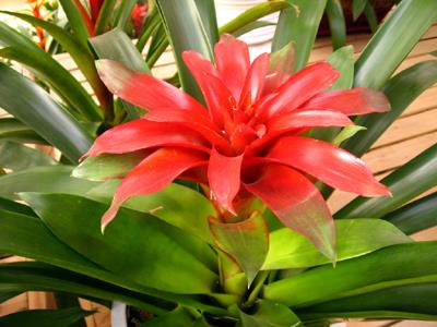 家里有小飛蟲怎么辦？怎樣根除花盆里的小飛蟲