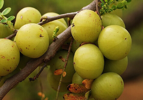 女性抗衰老應該吃什么?